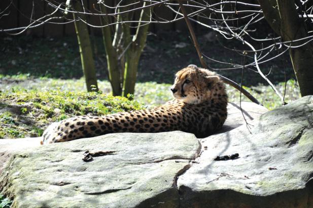 Tierisch was los im Zoo Rostock! – Neuzugang bei den Geparden