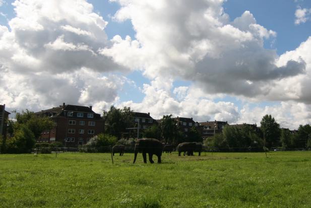 Rostock News: Guck mal, Elefanten!
