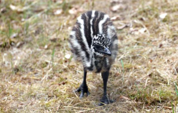 Erstes Emu-Küken im Zoo Rostock geboren