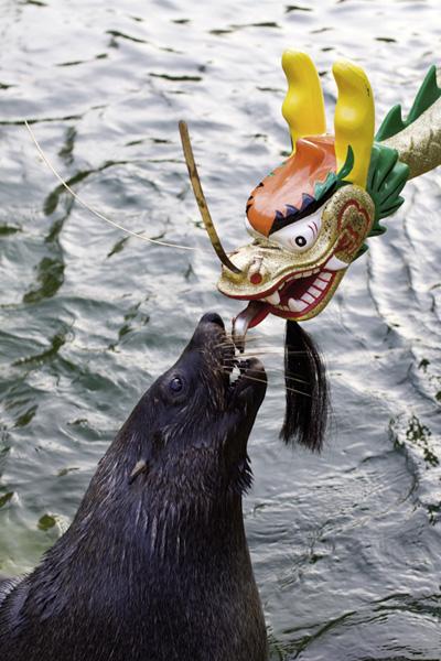 Seebären treffen Seebär