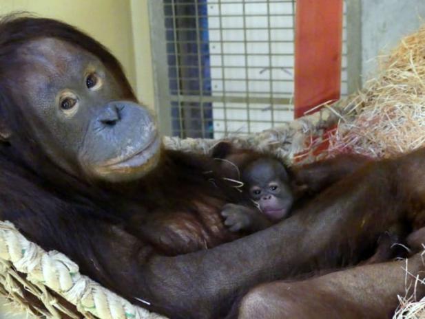 Nachwuchs im Zoo: Das Schwesternglück ist nun komplett