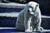 19.10.2014 10:00 Sonntagsführung: Bären im Zoo – Tradition und Zukunft , Zoo Rostock