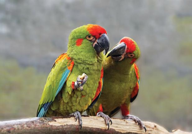 Tierisch was los im Zoo Rostock – Der Ara ist Zootier des Jahres 2023