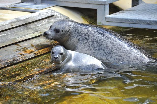 Tierisch was los im Zoo Rostock! September 2016