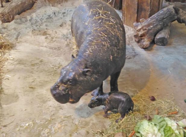 Große Überraschung am Wochenende im Zoo