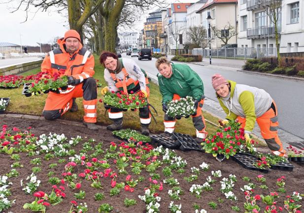 Farbenfrohe Beete mit Narzissen, Hornveilchen und Tulpen
