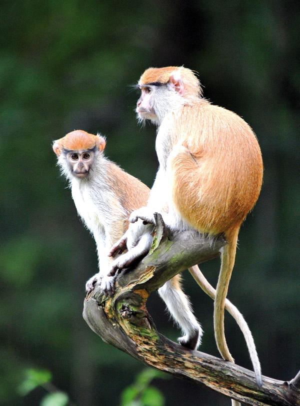 Tierisch was los im Zoo Rostock! Mai 2016