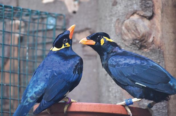 Beos sind in den Zoo Rostock zurückgekehrt