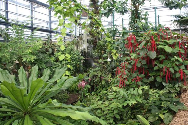 Loki-Schmidt-Gewächshäuser der Universität Rostock öffnen wieder für Besucher