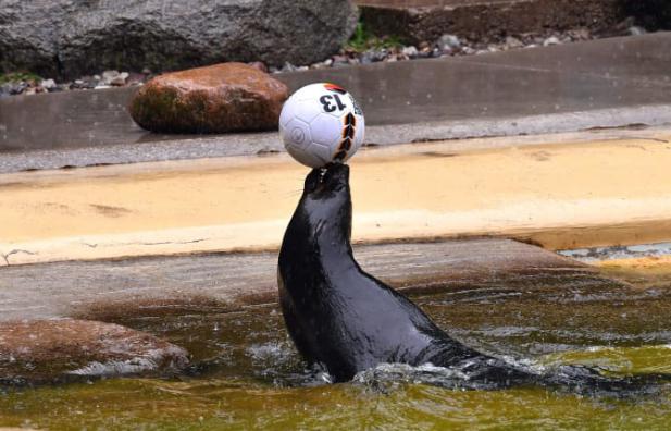 Zoo-Orakel „Deutschland-Schweden": Schlechtes Wetter, aber gute Nachrichten!