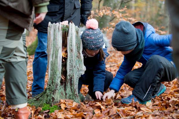 Familienführungen durch den Darßwald