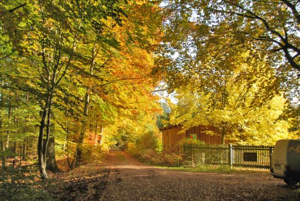 „Bürger für Bäume“ am 23. Oktober in der Rostocker Heide