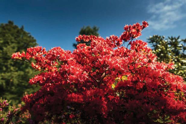 Rhododendronparkfest Graal-Müritz