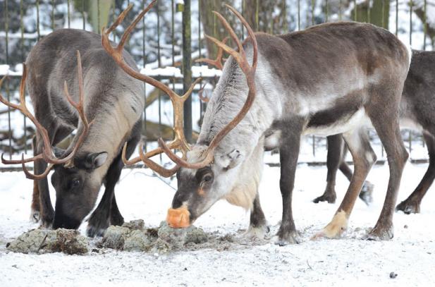 Tierisch was los im Zoo Rostock! Februar 2017