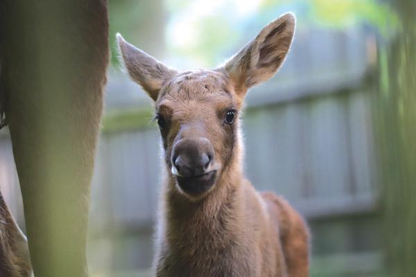 Tierisch was los im Zoo Rostock! – Dreifacher Nachwuchs bei den Elchen