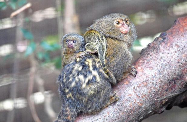 Tierisch was los im Zoo Rostock! Februar 2018