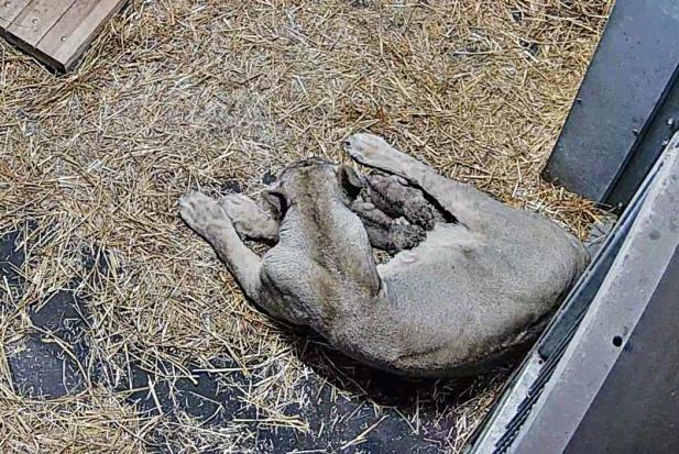 ERNEUTER LÖWENNACHWUCHS IM ZOO SCHWERIN