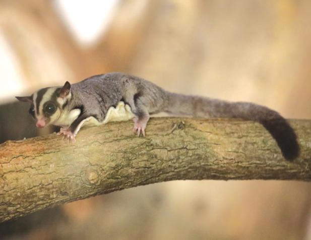 Tierisch was los im Zoo Rostock! – Zu Besuch bei den Sugar Glidern