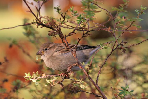 Wilde Untermieter im Fokus der Hobbyfotografen