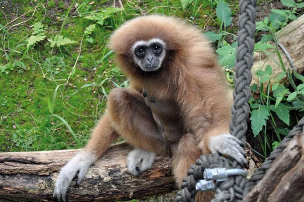 Zoo Rostock erneut „Bester Zoo Europas“