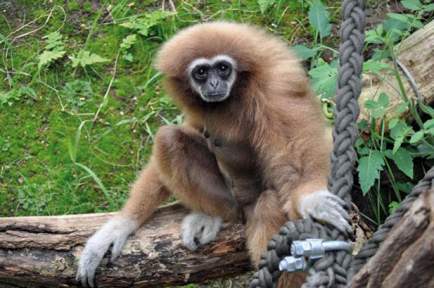 Zoo Rostock erneut „Bester Zoo Europas“