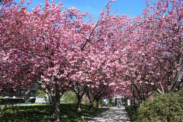 Frühlingsfest: Farben, Düfte und Kultur locken in den Botanischen Garten