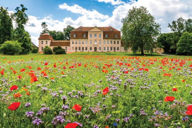 Rostock Landluft: Zwischen rotem Mohn und historischen Mauern – Die MittsommerRemise 2026