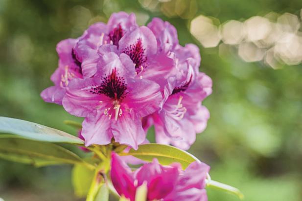 Rhododendronparkfest