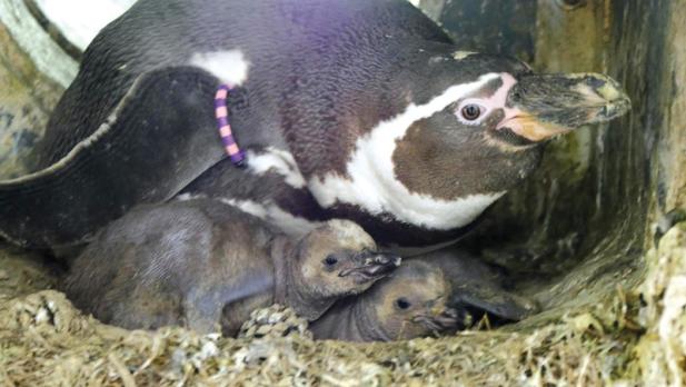 Tierisch was los im Zoo Rostock! Juni 2023