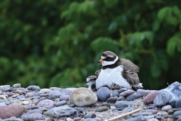 Tierisch was los im Zoo Rostock! – Artenschutz am Ostseestrand