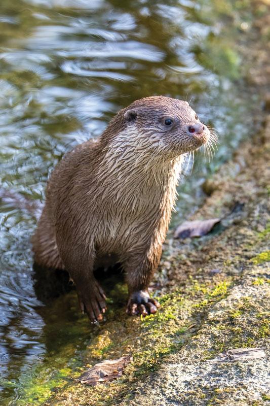 Tierisch was los im Zoo Rostock! – Neuer Fischotter zieht in den Zoo Rostock