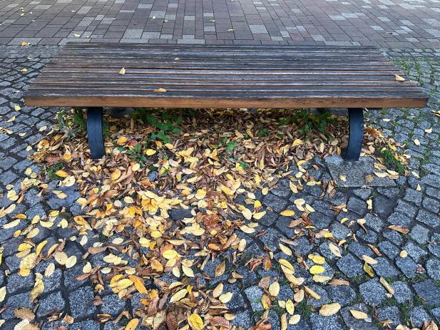 Rostock News: Herbstlaub auf Gehwegen: Rutschgefahr vermeiden und Laub richtig entsorgen