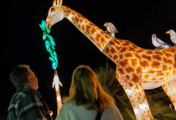 „WILD LIGHTS“ im Zoo Schwerin