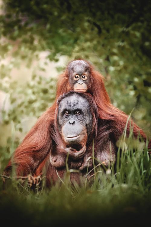 Das Familienleben der Tiere – Foto des Jahres 2021 im Zoo Rostock gekürt