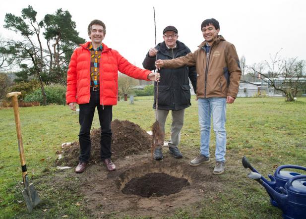 Stubbendorfer Wildapfel für den Botanischen Garten Rostock