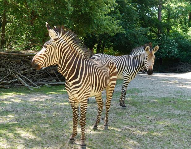 Zebras kehren in den Zoo zurück