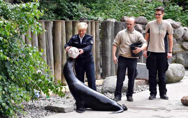 3. Zoo-Orakel „Deutschland-Südkorea“: Gute Aussichten für das letzte Vorrundenspiel