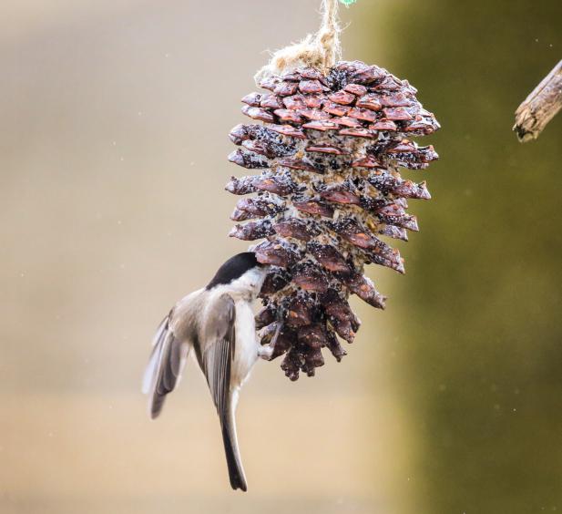 Hilfe für Vögel im Winter!