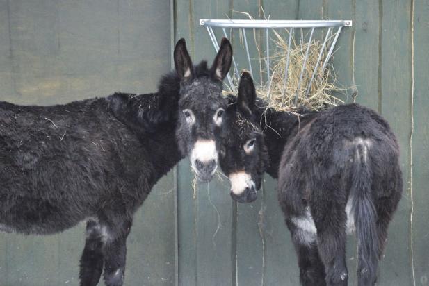 Kostenfreie Sonntagsführung im Zoo Rostock