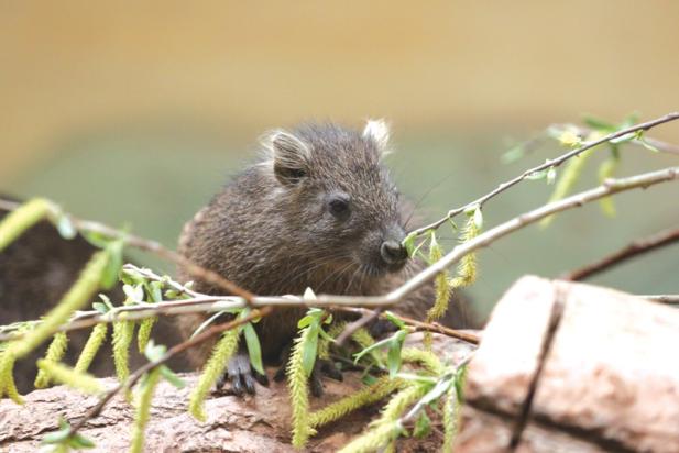 Tierisch was los im Zoo Rostock – Zu Besuch bei den Hutiacongas