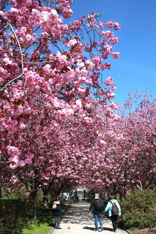 Kirschblüte im Botanischen Garten