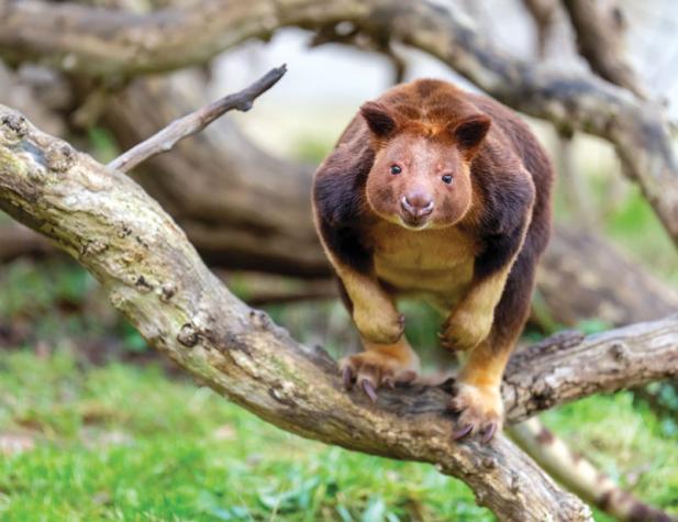 Tierisch was los im Zoo Rostock! – Baumkängurus im Zoo Rostock