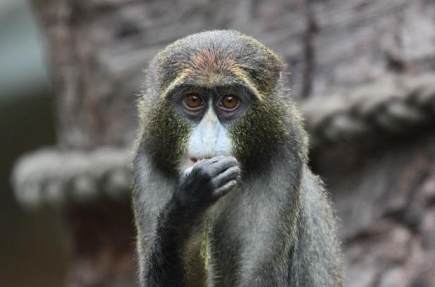 Tierisch was los im Zoo Rostock! – Tierische Wohngemeinschaft im Darwineum