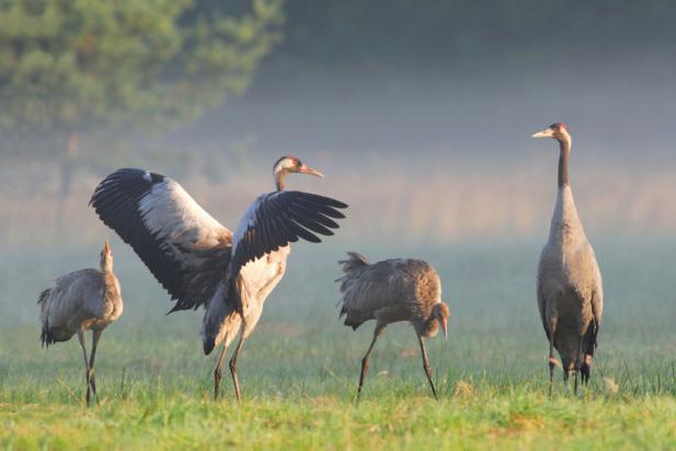 Naturschauspiel – Kranichsaison in M-V beginnt