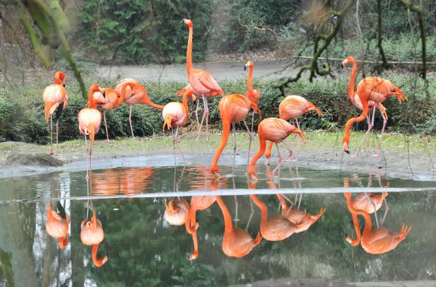 Bis Ende der Woche: Zwangspause für Luigi und 427 Vögel beendet