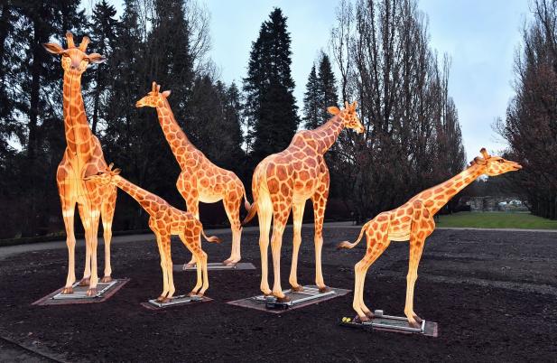 Die Giraffen sind zurück