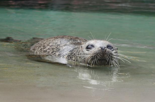 Tierisch was los im Zoo Rostock! – Ein neues Zuhause für die Seebären und Seehunde! 