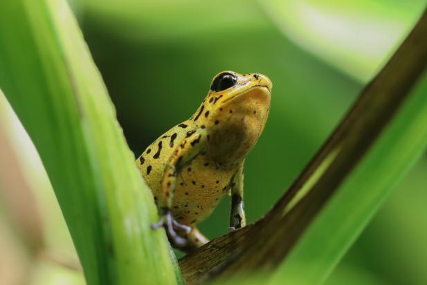 Kleiner Erdbeerfrosch kommt ganz groß raus