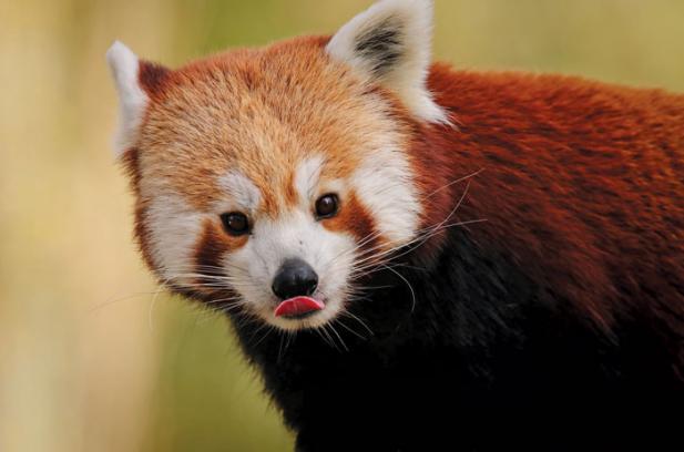 Tierisch was los im Zoo Rostock! – Bald neue Tierart zu sehen