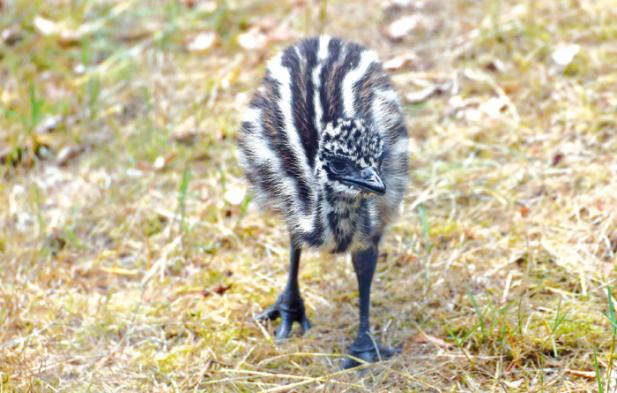 Tierisch was los im Zoo Rostock! Juli 2018